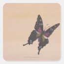 Search for swallowtail butterfly stickers Pretty
