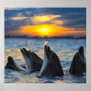 Search for bottlenose posters Cute