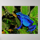 Search for poison dart frogs posters Dendrobates
