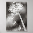 Search for medicinal herbs posters Flower