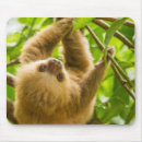 Search for sloth mousepads Nature