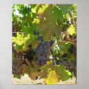Recherche de vignes posters Pour tous