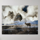 Recherche de côté sauvage posters Animal