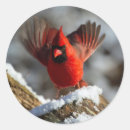 Search for northern cardinal stickers Cardinalis cardinalis