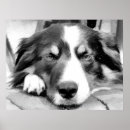 Recherche de black and white dog posters Dogs