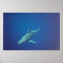 Recherche de requin posters Cool