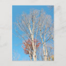 Search for bare vertical postcards Trees