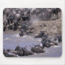 Search for migrator electronics Herd