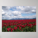 Recherche de champ de tulipe posters Photographie