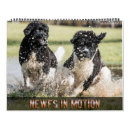 Search for actions photography Dog