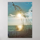 Search for sea oat posters Sunset