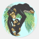Recherche de ape autocollants Chimpanzé