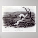 Recherche de weasels posters Animaux