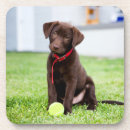 Search for labrador coasters Cute