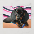Search for dachshund puppy postcards Canine