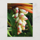 Recherche de fleur exotique cartes postales Floral
