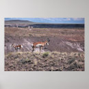 Search for pronghorns Desert