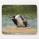 Search for loons electronics Nature
