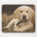 Search for labrador retrievers mousepads Breed
