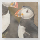 Search for puffin coasters Iceland