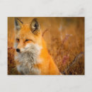 Recherche de pré cartes postales Animaux