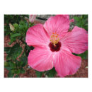 Search for hibiscus art Flower