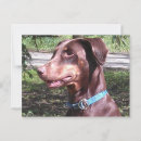 Recherche de pinscher dobermann cartes postales Dobie