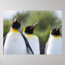 Search for penguin posters Bird