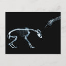 Search for animal skeleton postcards Skeletons