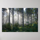 Search for misty trees posters Landscape
