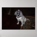 Search for black irish art Pet