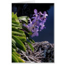 Search for vanda Tropical