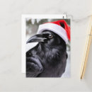 Recherche de crow cartes postales Contenu généreux