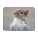 Recherche de écureuils magnets Animal