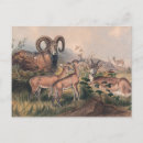 Search for wild wolf postcards Wildlife