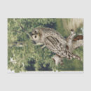 Search for birch trees tissue paper Nature