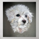 Recherche de frise bichon posters Portrait