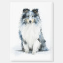 Search for merle magnets Blue merle sheltie