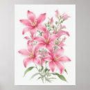 Search for stargazer lily posters Lilium