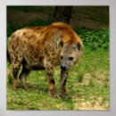 Recherche de vagabondage posters Animal