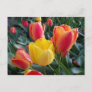 Recherche de tulipe jaune cartes postales Rouge