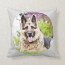Search for shepard Puppy