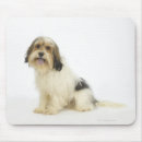 Search for panting mousepads Looking at camera