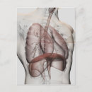 Recherche de lobe cartes postales Vue frontale