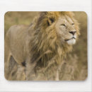 Search for big cat predators mousepads Africa