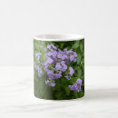 Search for phlox Lavender