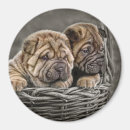 Search for pei magnets Shar