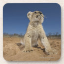 Search for cub coasters Sitting