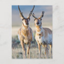 Search for buck postcards Male