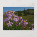 Search for aster flower postcards Floral